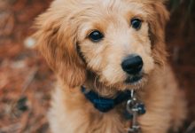 Puppies Galore: Where to Find the Top Goldendoodle Breeders with Adorable Litters for Sale